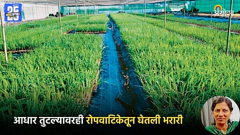 Sugarcane Nursery