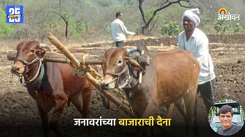 Livestock