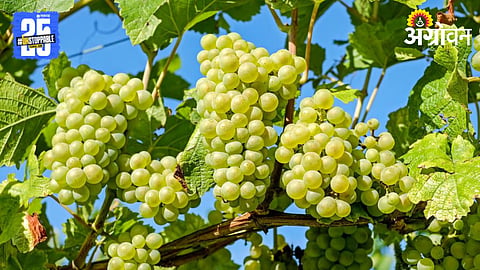 Grape Farming 