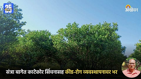 Citrus Farming