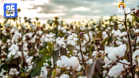 Cotton Production