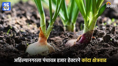 Onion Cultivation