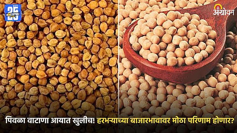 Chana and Yellow Pea