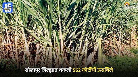 Sugarcane