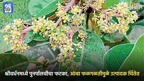 Mango Blossom