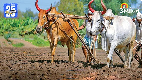 Rabi Season 
