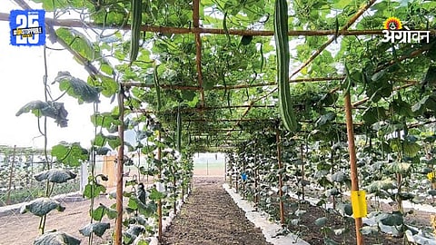 Vegetable Farming 