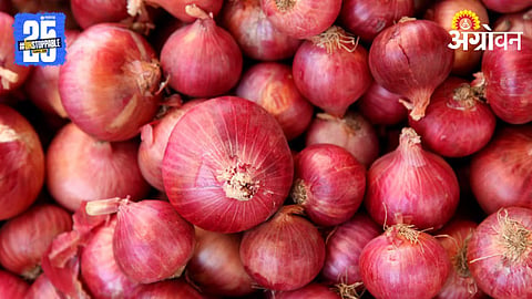 Onion 