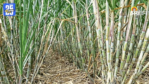 Sugarcane Summer Management
