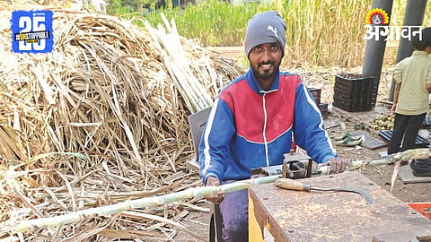 Sugarcane Fodder 