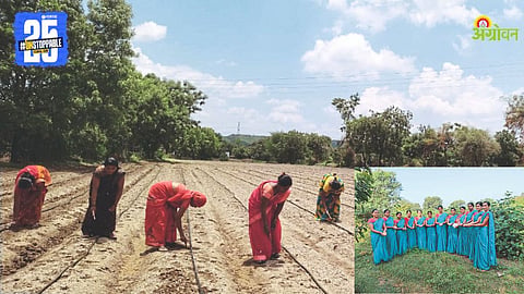Cotton Farming 