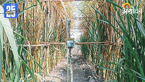 AI Sugarcane Farming 