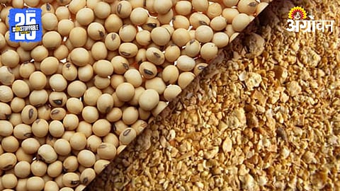 Soybean Market 