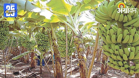 Banana Cultivation 