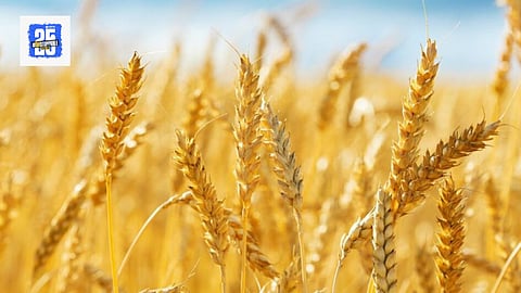 Wheat Production