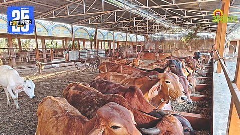 Cow Dairy Farm 
