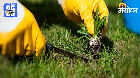 Weed Management 