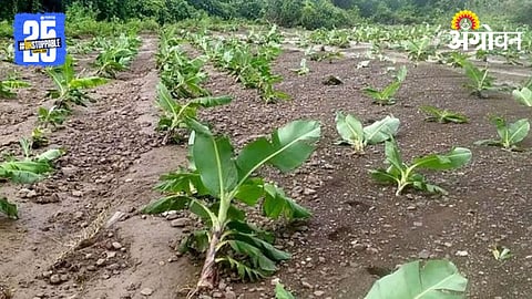 Crop Damage 