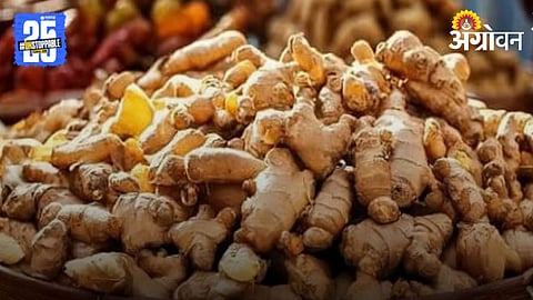 Ginger Market 
