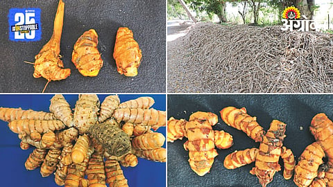 Turmeric Seed 