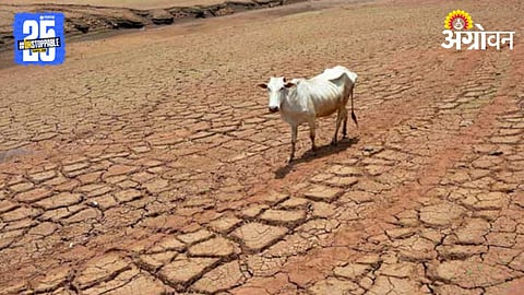 Fodder Scarcity 