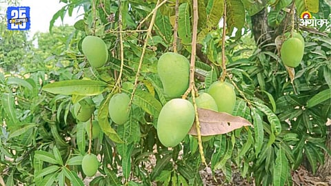 Mango Crop Management 