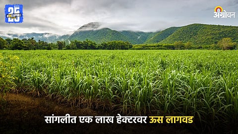 Sugarcane