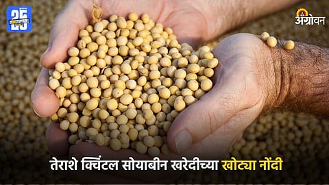 Soybean