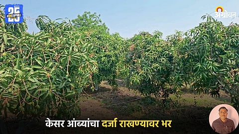 Mango Farming