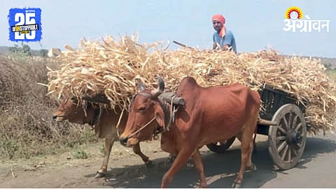 Fodder Scarcity 