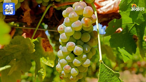 Grape