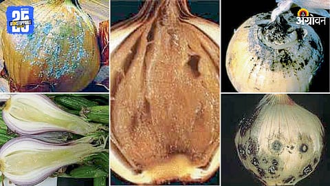 Onion Disease