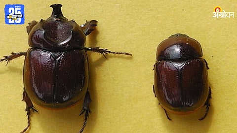 Humani Weevil