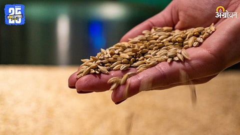 Wheat