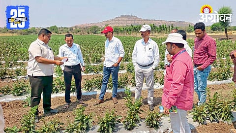 Capsicum Crop 