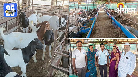Goat Farming 