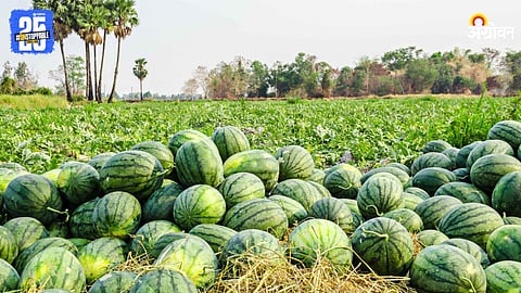 Watermelon Farming