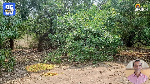 Cashew Orchard