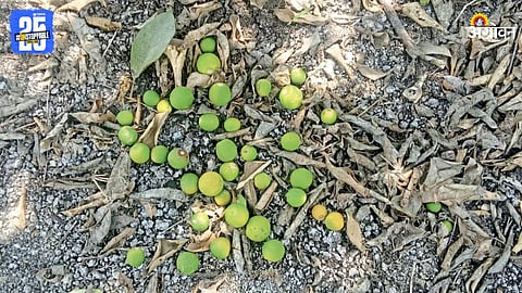 Mosambi Crop Damage