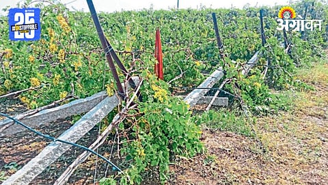 Hail Crop Damage 