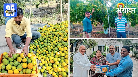 Orange Farming 