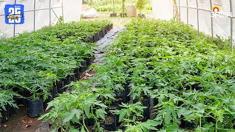 Papaya Sapling