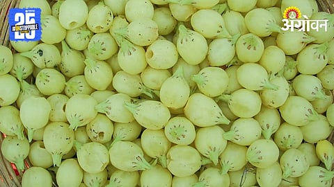Mahua Benefits 