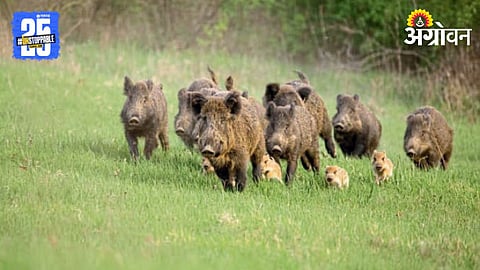 Wild Boars 
