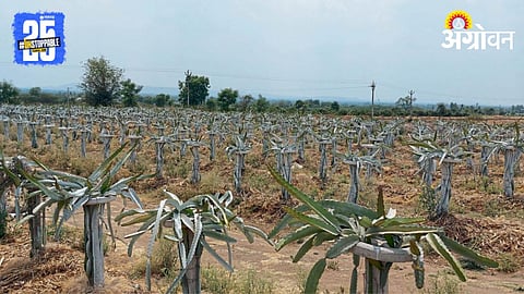 Dragon Fruit Farming 