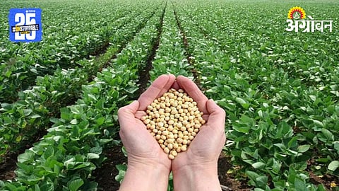 Summer Soybean 