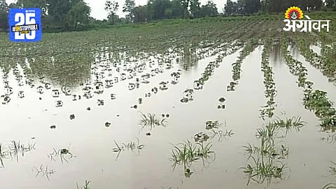Crop Damage 