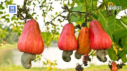Cashew  Subsidy 