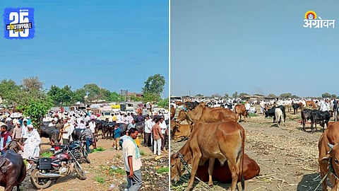Animal Husbandry