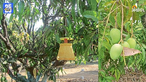 Mango Crop Management